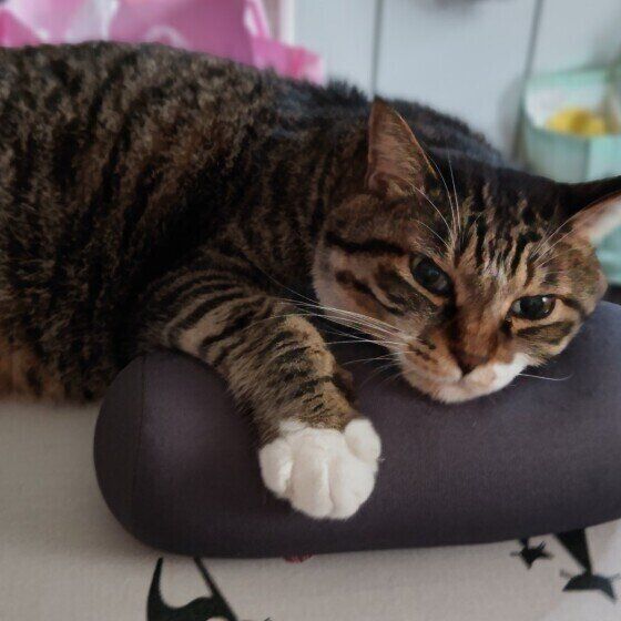 キジトラ猫のさだはるちゃん