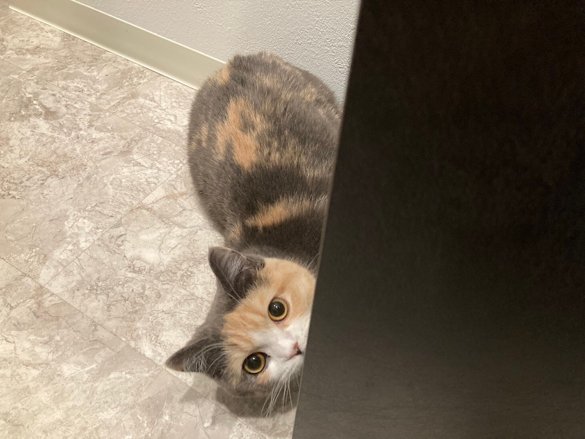 見つめるえまちゃん