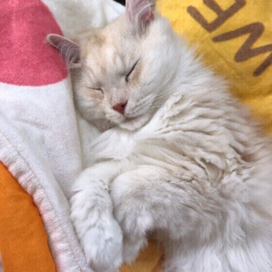 メインクーンのルミエールくん♪