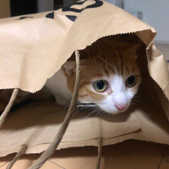 袋に入る猫