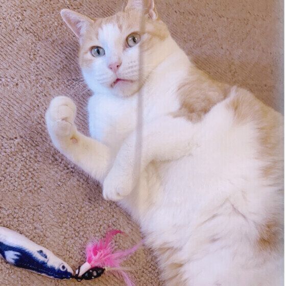 MIX茶白のタロくん