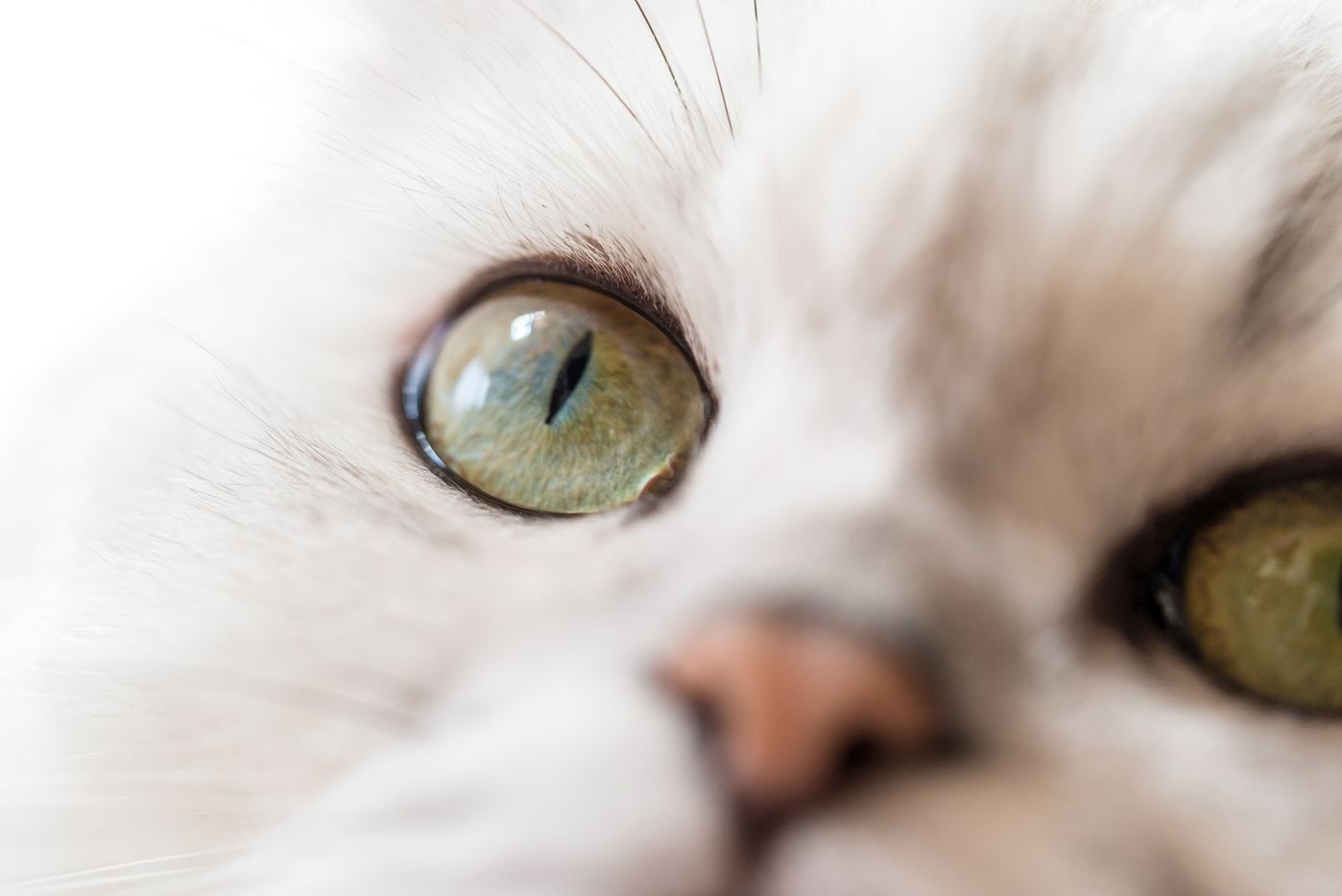 獣医師監修 猫の白内障 原因は どんな症状 治療や予防方法まで ねこのきもちweb Magazine 獣医師監修 猫の白内障 原因は どんな症状 治療や予防方法まで ねこのきもちweb Magazine