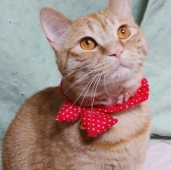 今snsで話題の 猫壁チャレンジ 成功したら賢くて 失敗したら天然は本当か獣医師に聞いてみた ねこのきもちweb Magazine