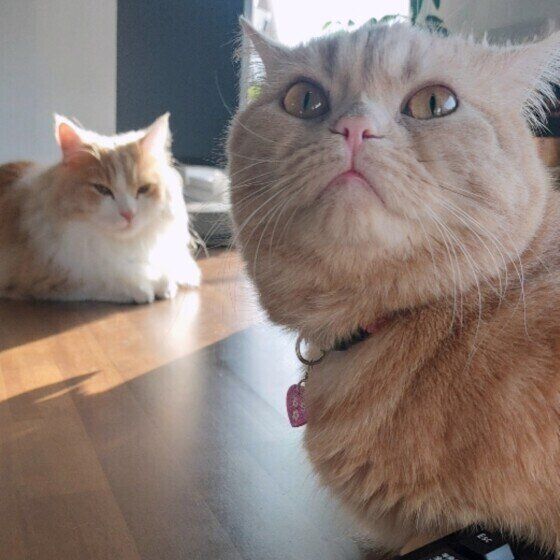 マンチカンのももちゃん