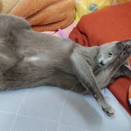 手をクロスさせるロシアンブルー