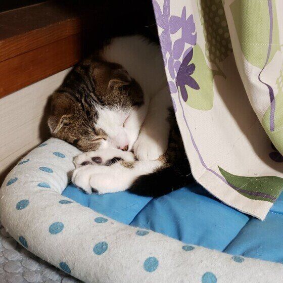 スコティッシュフォールドのキキちゃん