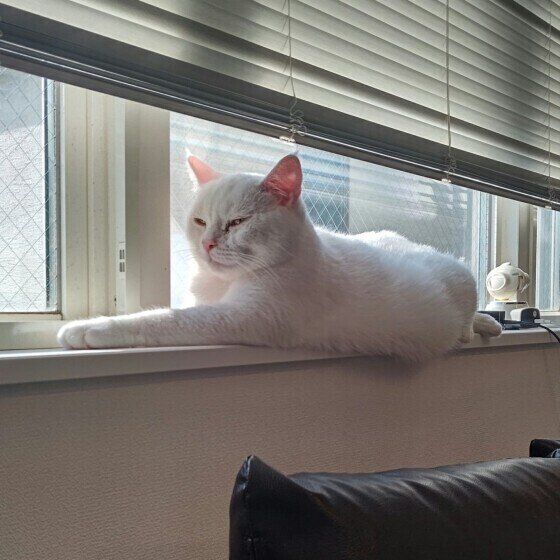 スコティッシュフォールドのケアちゃんの日向ぼっこ