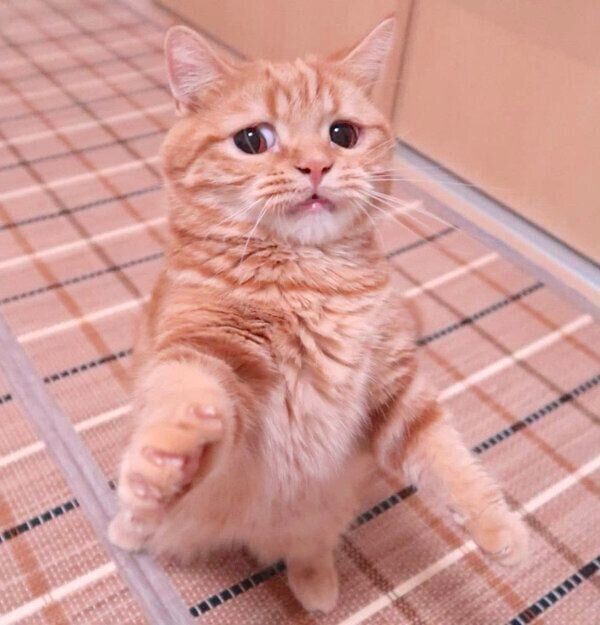 困り顔をする春空くん