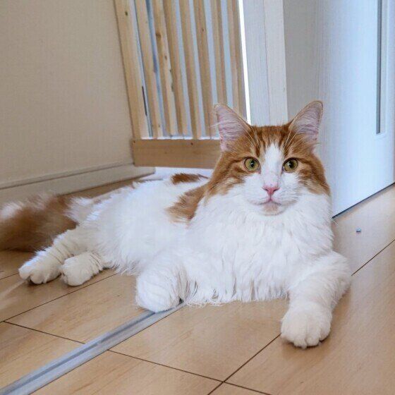 ノルウェージアンフォレストキャットのジョシュアくん