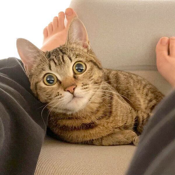 見つめるあめちゃん