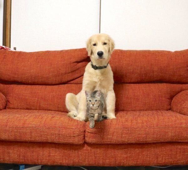 仲良しなくうちゃん、かいくん