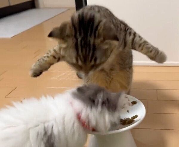 盗み食いするおすしくんを威嚇するまつたけちゃん