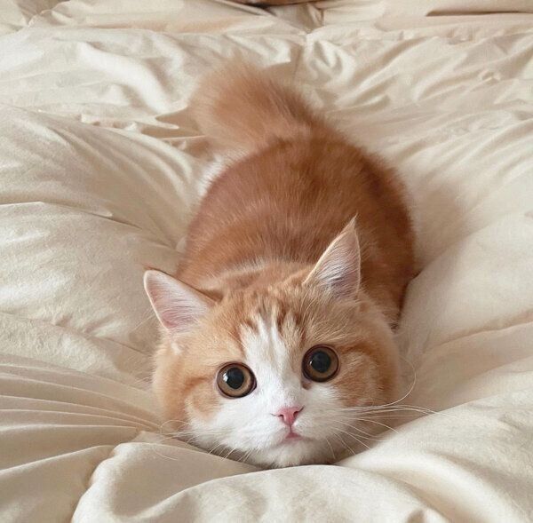 見つめるなぎちゃん