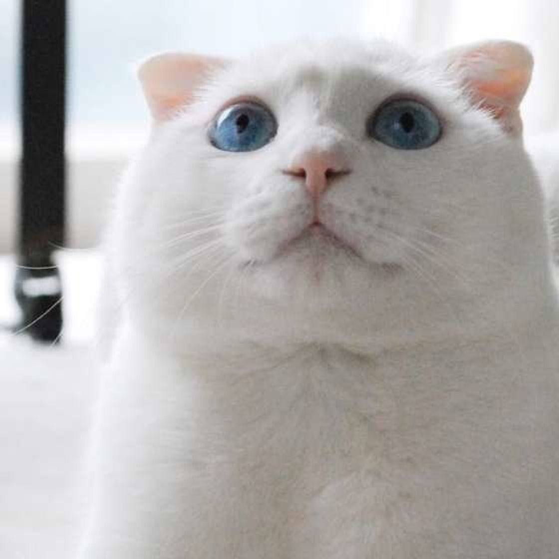 気づいてあげたい 猫が心を開いている人にだけ見せるサイン ねこのきもちweb Magazine 気づいてあげたい 猫が心を開いている人にだけ見せるサイン ねこのきもちweb Magazine