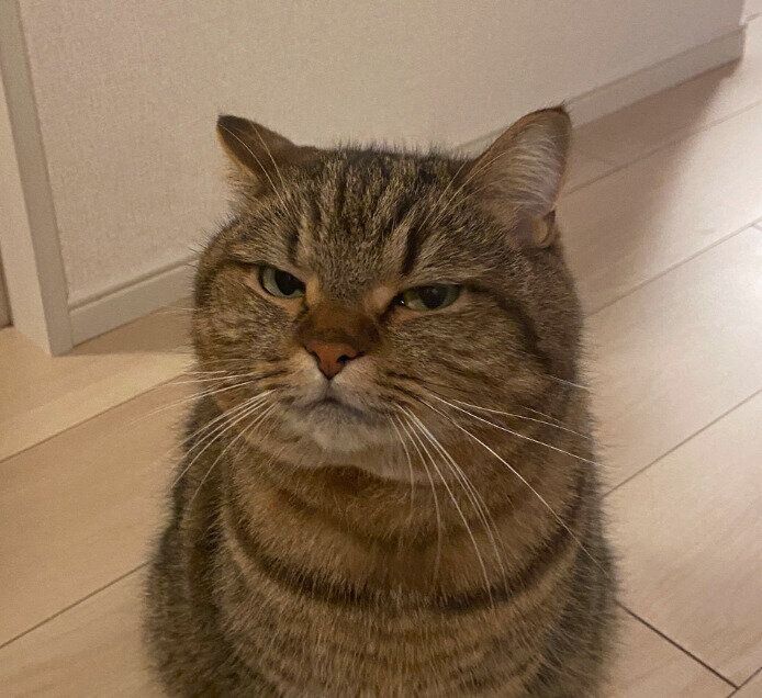 細い目でじーっと見つめるどんぐりくん