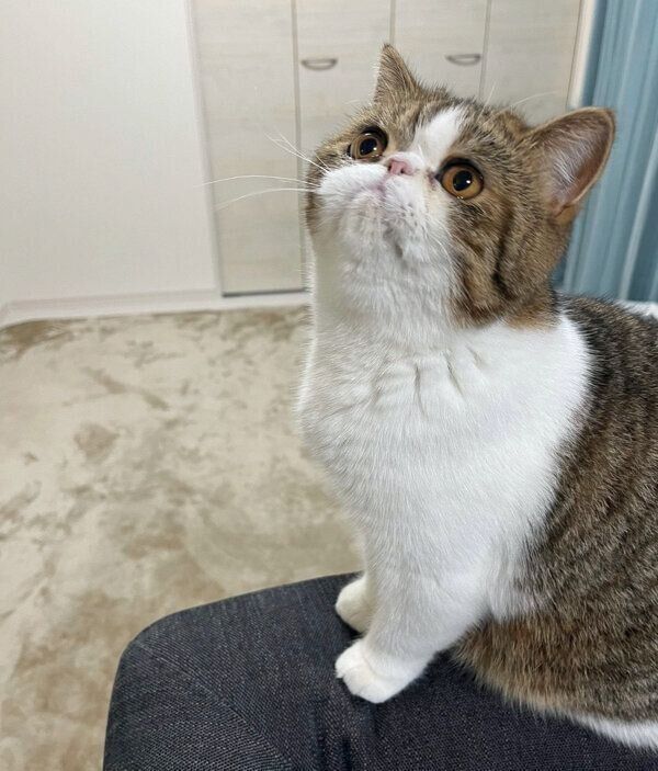 上を見るチャペくん