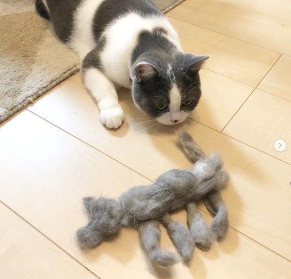 抜け毛を見つめるブリティッシュショートヘア