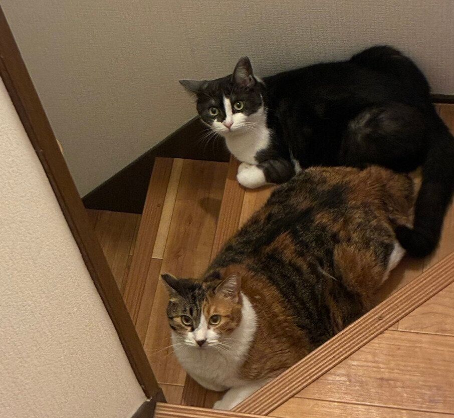 珍しく一緒にいたランちゃんとナナちゃん