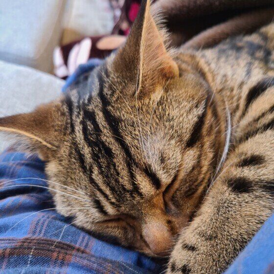 ナツ  アメリカンショートヘア　添い寝