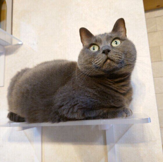 マンチカンの星羅ちゃん