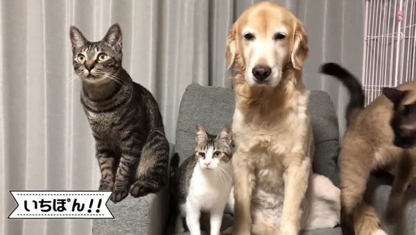 犬を取り囲む猫たち