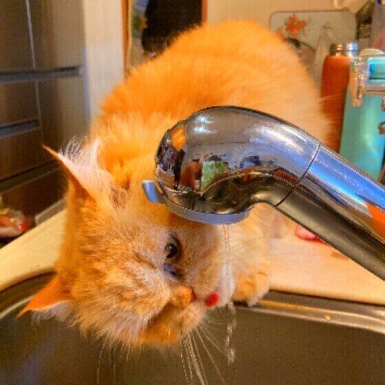 水道の蛇口の下に顔を出して、流れる水を飲んでいる茶色いキジトラ（MIX）