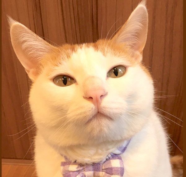 お顔が「肉まん」のように見えるむぎくん