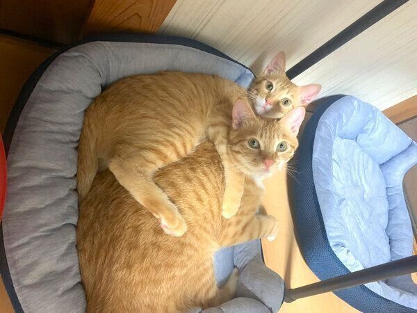 毛づくろい」し合う兄弟猫が微笑ましい！ 相手を念入りに毛づ