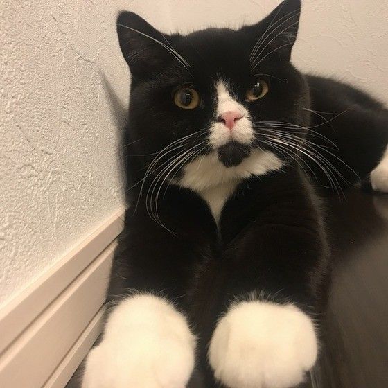 見つめるマンチカン