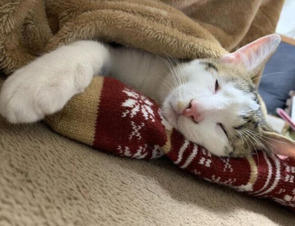 こたつに入って靴下を枕にして眠るコハクくん