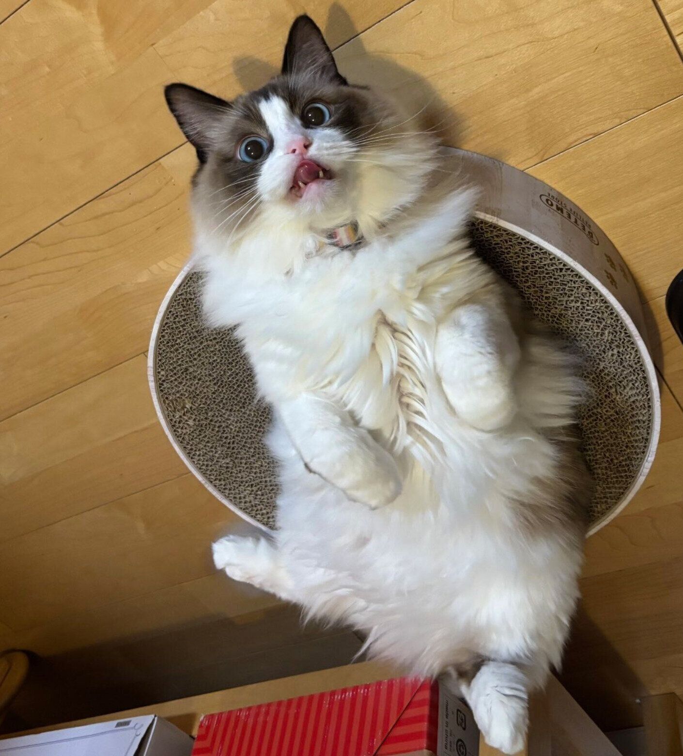 ヘソ天するにこちゃん