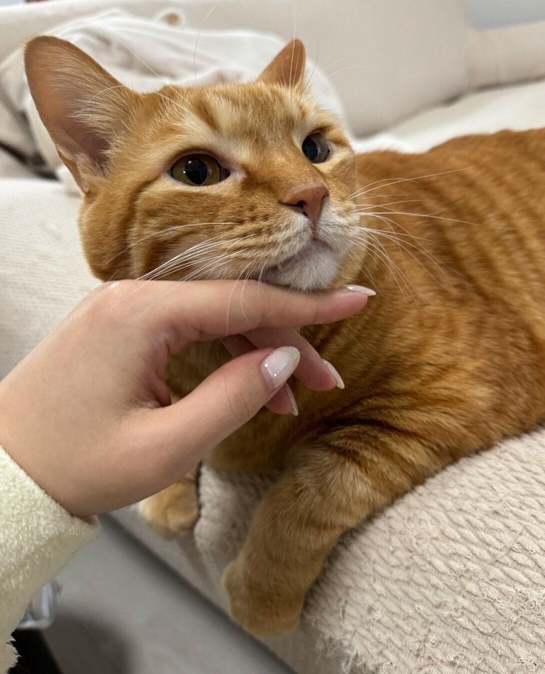 飼い主さんに甘えるとらまるくん