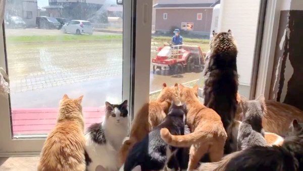 田植え作業を見つめる猫