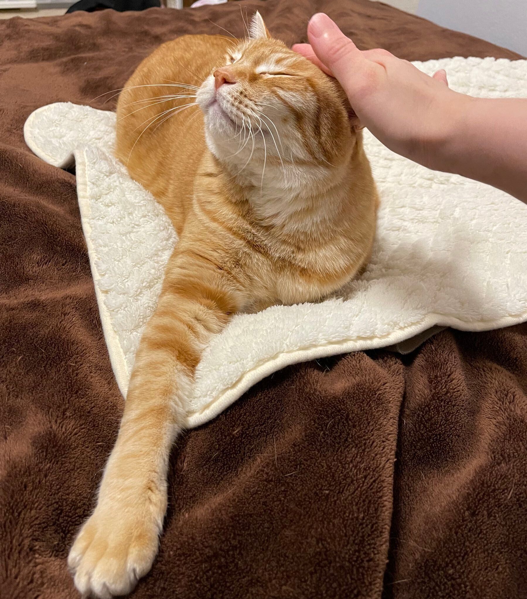 飼い主に撫でられている猫