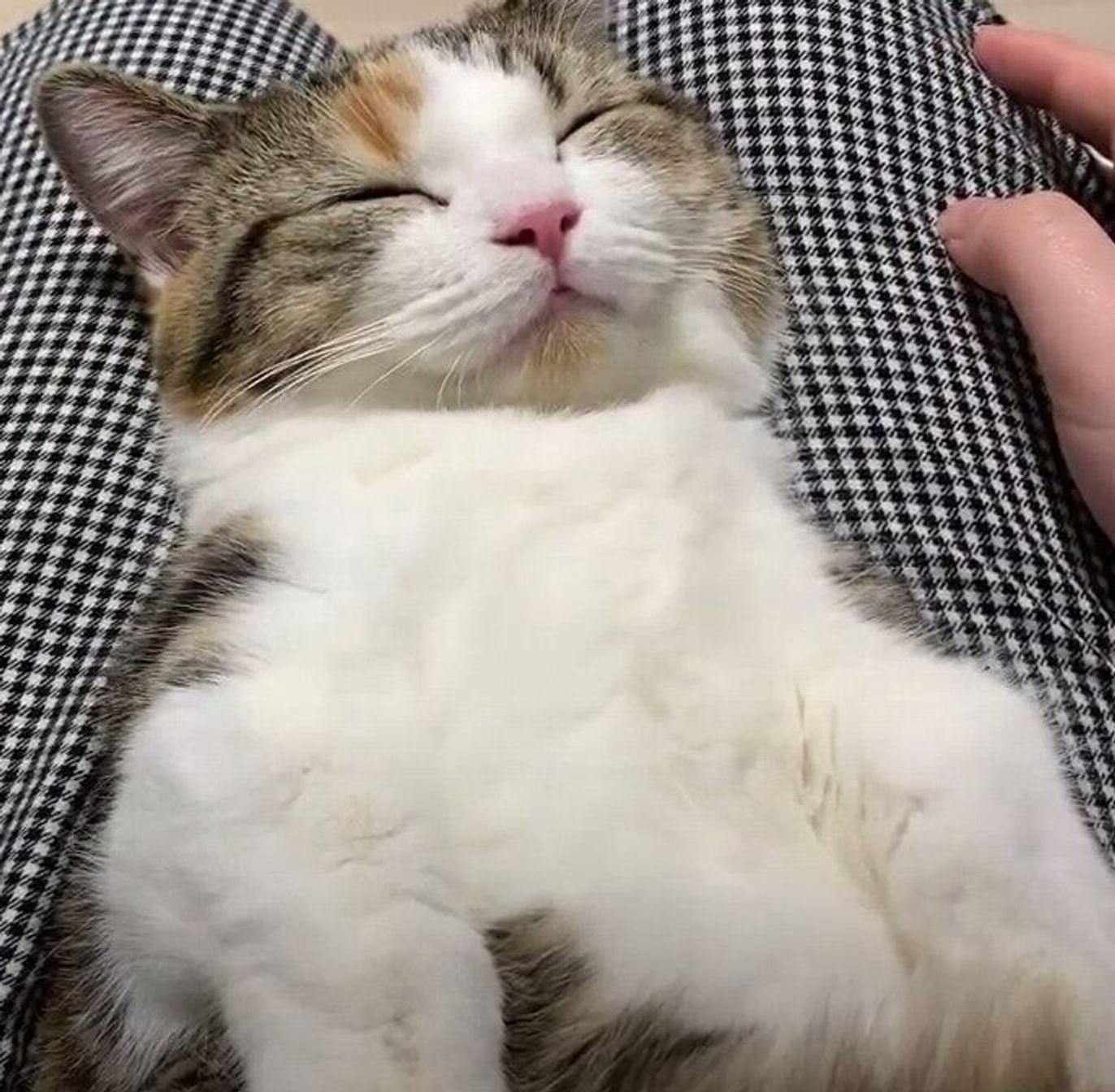 ただただかわいい 飼い主さんの膝の上で眠るミヌエットの寝顔が最高級の癒し ねこのきもちweb Magazine ただただかわいい 飼い主さんの膝の上で眠るミヌエットの寝顔が最高級の癒し ねこのきもちweb Magazine