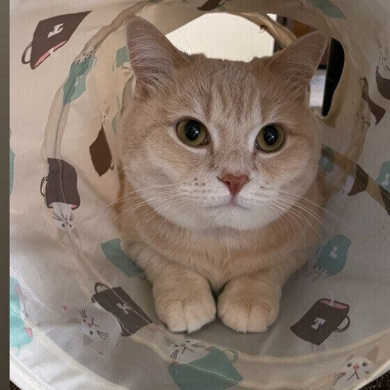 マンチカンのむぎちゃん