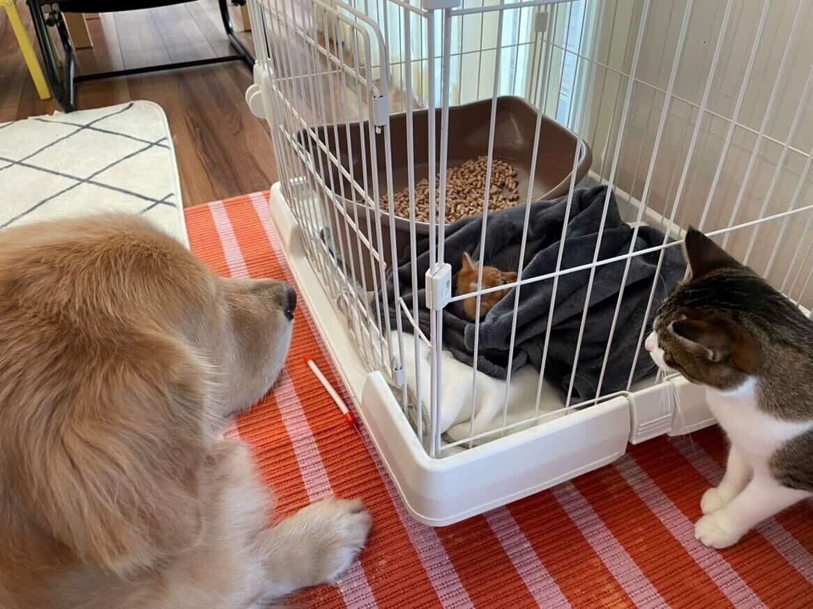 見守られるチャーリーくん