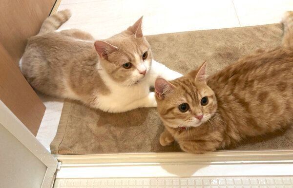 お風呂の水切りの様子を見つめるぷてぃこちゃんとちょみーちゃん