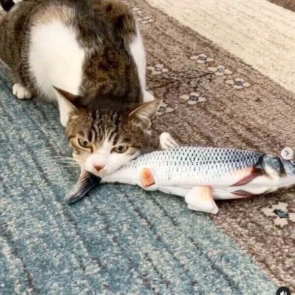 魚のおもちゃで遊ぶあずきちゃん