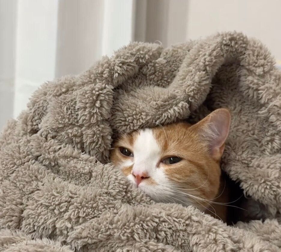 もふもふの中でふみふみするみくるちゃん