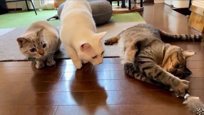 新しいおもちゃで遊ぶうしおくんと、それを見つめるミルコくん&くうくん（写真左）