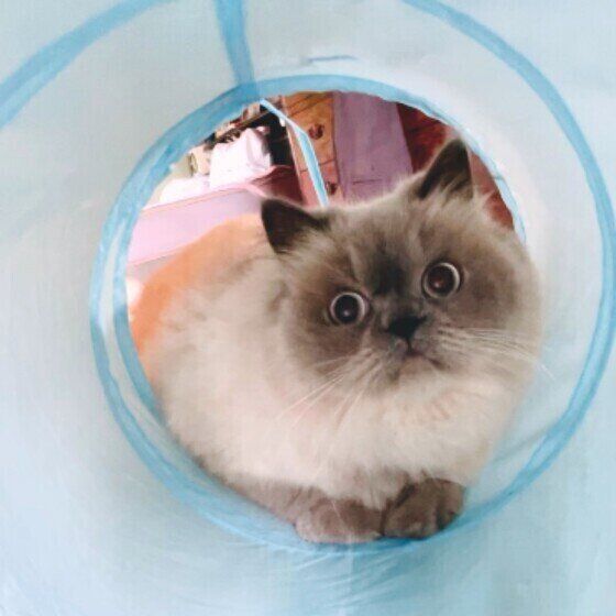 見つめるヒマラヤン