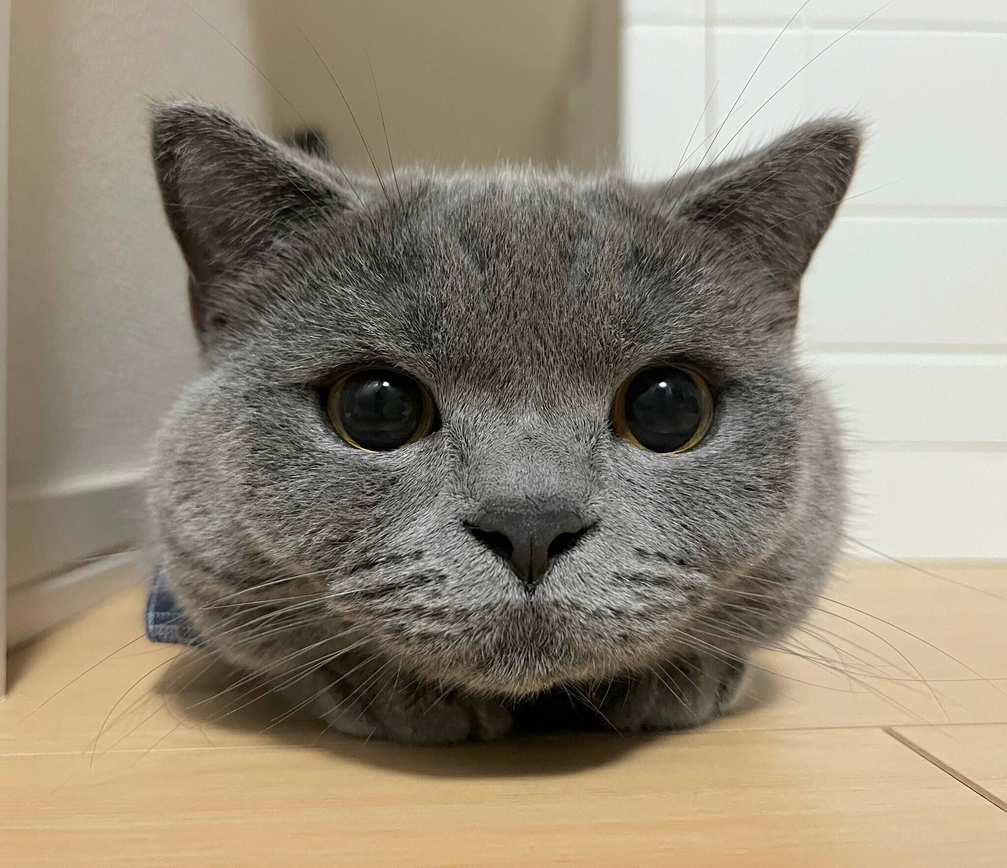 飼い主を見るブリティッシュショートヘア