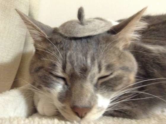 猫毛で作ったベレー帽をかぶった猫