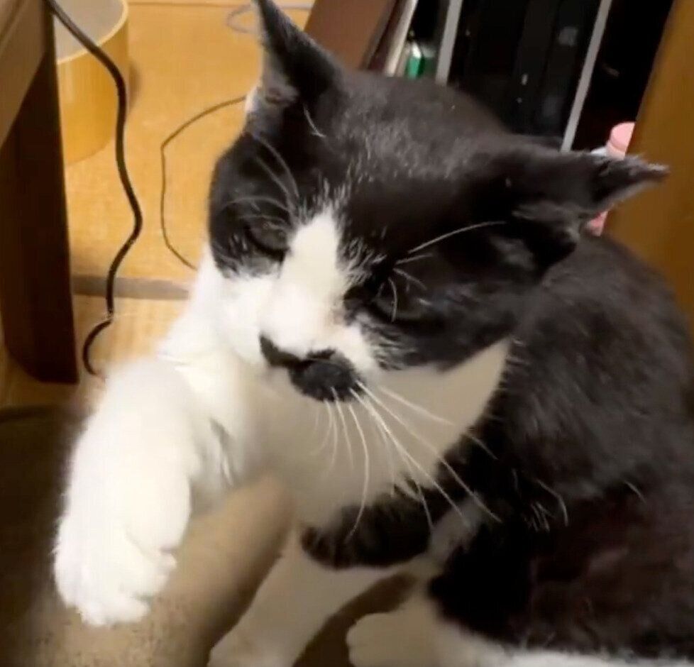 ナデナデの手を止めることを許さないドツちゃん