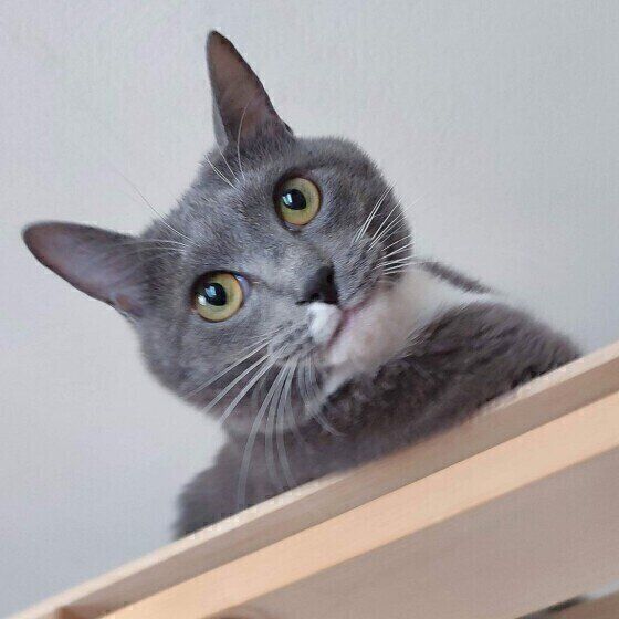 見つめるグレーの猫