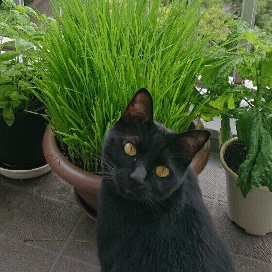 猫草の前の猫（MIX、オス）