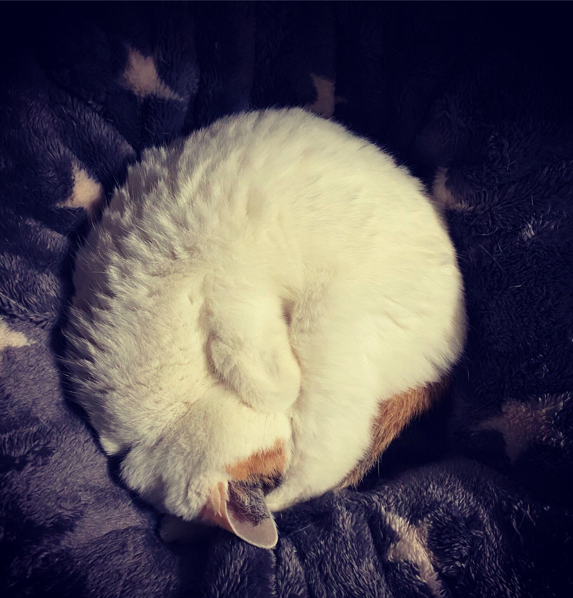 まさに夜空に浮かぶ満月