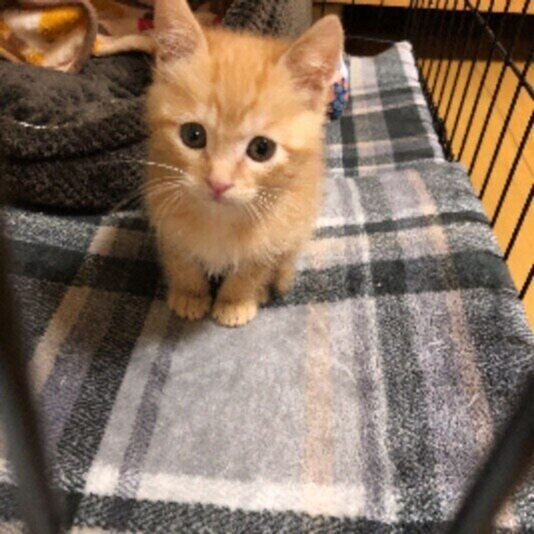 拾った子猫 この子は生まれてどのくらい 生後すぐの子猫に必要なお世話は ねこのきもちweb Magazine 拾った子猫 この子は生まれてどのくらい 生後すぐの子猫に必要なお世話は ねこのきもちweb Magazine