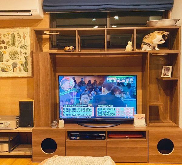 キャットウォーク付きのテレビ台でくつろぐあざみちゃん